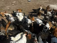 Chickens — φωτογραφία 1