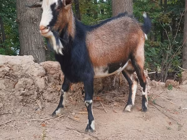 Kambing jantan, Goats
