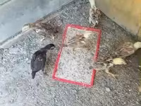 Chickens — Foto 2