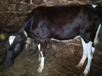 Kuh, Holstein-Rasse — Foto 2