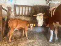 Krava, Simmental cattle — foto 2