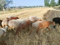 میش, Arashan sheep — عکس 1