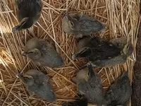 Ducks — ፎቶ 5