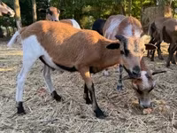 Kambing jantan, Cameroon sheep — foto 1