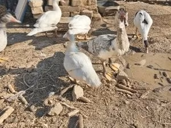 Ducks