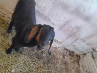 Koza, Nubian Goat — fotografija 3