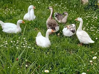 Geese — عکس 3