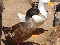 Ducks — foto 8