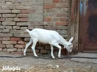 Kozioł, Kozy — zdjęcie 3