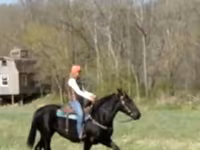 گھوڑی, Percheron — تصویر 8