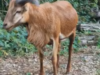 Widder, Cameroon sheep — Foto 1