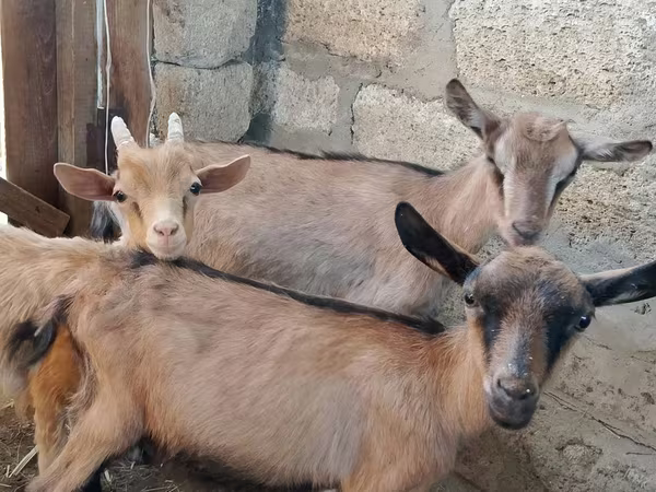 Ri’ dhaddig, Alpine goat