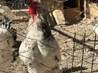 Chickens — ảnh 1