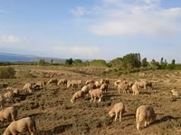 مینڈھا, Merino sheep — تصویر 4