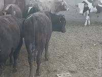 Toro, Bovini — foto 6