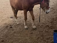 Kůň, Koně — foto 1