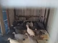 Guinea fowl — 照片 1