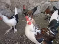 بنتام ژاپنی — عکس 4