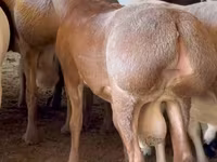 公羊, Blackheaded Persian sheep — 照片 1