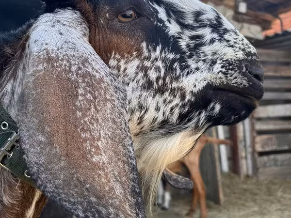 Kozel, Nubian Goat — Moldavsko