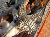 Japanese Bantam — акс 5