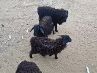 Domba jantan, Sheep — foto 3