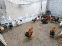 Chickens — รูปภาพ 3