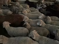 میش, Merino sheep — عکس 3
