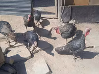 Turkeys — foto 5