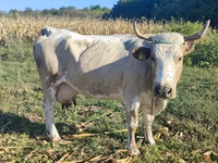 गाय, मवेशी — फ़ोटो 2