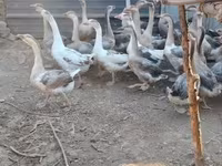 Geese — تصویر 2