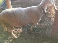 Κριός, Lacaune sheep — φωτογραφία 5