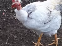 Chickens — फ़ोटो 5