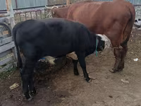 گاو نر, گاو سفیدسر قزاقستانی — عکس 3
