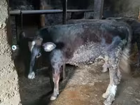 Bou, Bovine — foto 5