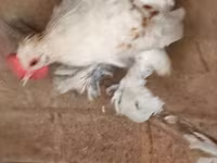 Chickens — عکس 5