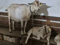 بز ماده, Nubian Goat — عکس 3
