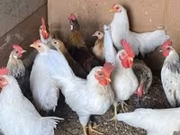 Chickens — 照片 3