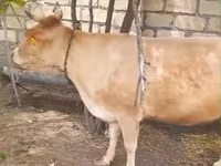 Mucca, Simmental cattle — foto 2