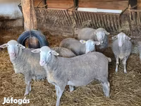 Carneiro, Merino sheep — foto 3