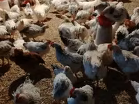 Chickens — புகைப்படம் 6