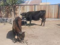 Koe, Latvian Blue cattle — foto 3