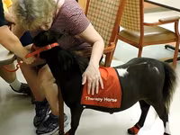 Kůň, Miniature horse — foto 6