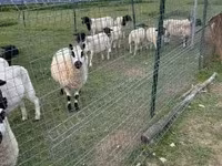แกะตัวเมีย, Cerry Hill sheep — รูปภาพ 6