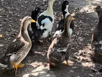 Ducks — fotografija 2