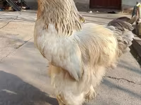 براهما — عکس 3