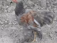 Brahma — foto 4