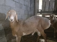Cừu đực, Arashan sheep — ảnh 6