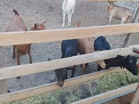 Kambing betina, Goats — foto 1