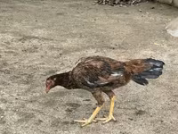 Chickens — fotografija 3